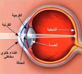 صحة نيوز | ما هي أمراض شبكية العين